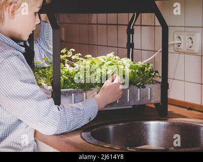 Wie man Kräuter in hydroponics anwächst - Kind havesting homegrown vegetablesund Kräuter aus hydroponic Garten Stockfoto