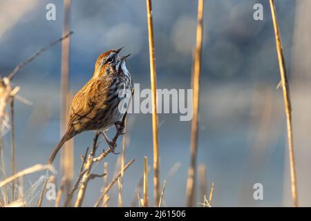 Singsang (Melospiza melodia) -Victoria, Vancouver Island, British Columbia, Kanada Stockfoto