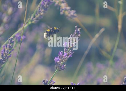 Das Bild zeigt die Landung von Bienen auf Lavendelpflanzen; wie man Bienen oder Bienenschutz rettet Stockfoto