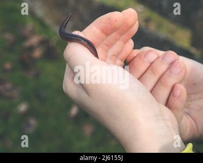 Das Bild zeigt zwei Kinderhände, die einen langen Regenwurm - Lumbricus terrestris - halten Stockfoto