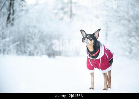 Hund in einem Pullover, und ein Schaffell Mantel, in einem Winterwald. Platz für Text Stockfoto