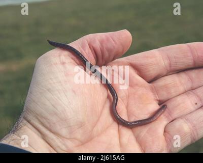 Nahaufnahme von Bauern Hand hält einen langen Regenwurm vor grünem Hintergrund Stockfoto