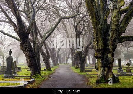 Nebliger, von Bäumen gesäumter Pfad auf dem Ross Bay Cemetery - Victoria, Vancouver Island, British Columbia, Kanada Stockfoto