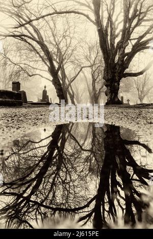 Neblige, von Bäumen gesäumte Pfadreflexionen auf dem Ross Bay Cemetery - Victoria, Vancouver Island, British Columbia, Kanada [Antique Filter] Stockfoto