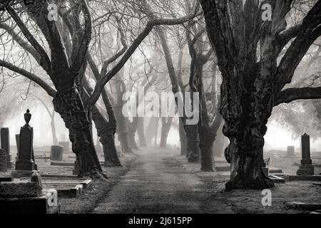 Nebliger, von Bäumen gesäumter Pfad auf dem Ross Bay Cemetery - Victoria, Vancouver Island, British Columbia, Kanada [Schwarzweiß-Bild] Stockfoto