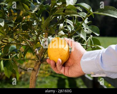 Wie Sie Ihre eigene Zitrone im Garten für den ökologischen Landbau oder Gartenbau pflücken; Hand halten Zitronen- oder Limettenernte Stockfoto