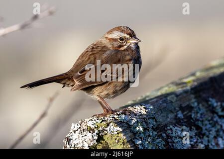 Song Sparrow (Melospiza melodia) - am Cattle Point im Uplands Park, Oak Bay. In Der Nähe Von Victoria, Vancouver Island, British Columbia, Kanada Stockfoto