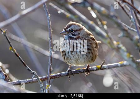 Song Sparrow (Melospiza melodia) - am Cattle Point im Uplands Park, Oak Bay. In Der Nähe Von Victoria, Vancouver Island, British Columbia, Kanada Stockfoto