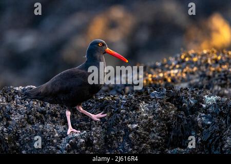 Black Oystercatcher (Haematopus bachmani) - am Cattle Point im Uplands Park, Oak Bay. In Der Nähe Von Victoria, Vancouver Island, British Columbia, Kanada Stockfoto