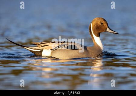 Männliche Nördliche Pintail (Anas acuta) Ente in der Esquimalt Lagoon - Colwood, in der Nähe von Victoria, Vancouver Island, British Columbia, Kanada Stockfoto