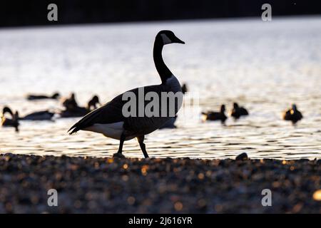 Silhouette einer Canada Goose (Branta canadensis) an der Esquimalt Lagoon - Colwood, in der Nähe von Victoria, Vancouver Island, British Columbia, Kanada Stockfoto