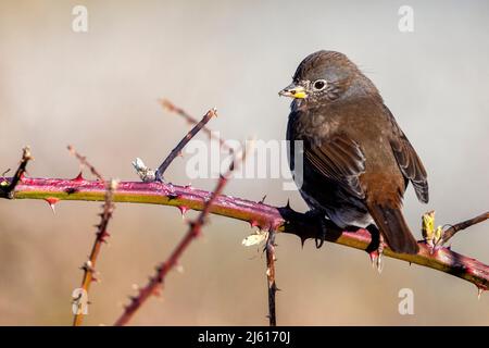 Fox Sparrow (Passerella iliaca) - Panama Flats Park in Saanich - Victoria, Vancouver Island, British Columbia, Kanada Stockfoto