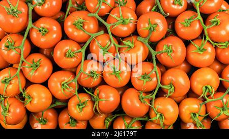 Draufsicht auf viele grüne Tomaten der Zweigsorte, mit Wassertropfen und Studiobeleuchtung. Stockfoto