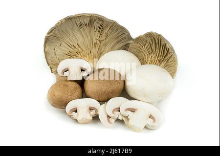 Gruppe von Pilzen und Champignons, weiß, portobello und Auster, ganz und in Scheiben geschnitten. Isoliert auf weißem Hintergrund. Gemüsehintergrund und Kopierbereich. Stockfoto