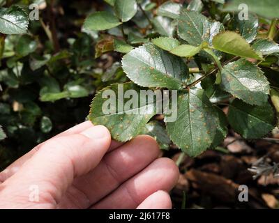 Gärtner Hand hält infizierten Blatt mit Rosenrost Phragmidium mucronatum Stockfoto