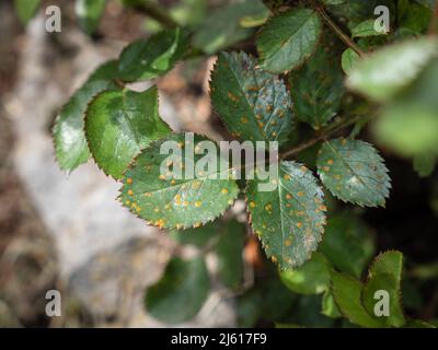 Blatt mit Rosenrostpilz Phragmidium mucronatum mit orangen Pusteln Stockfoto