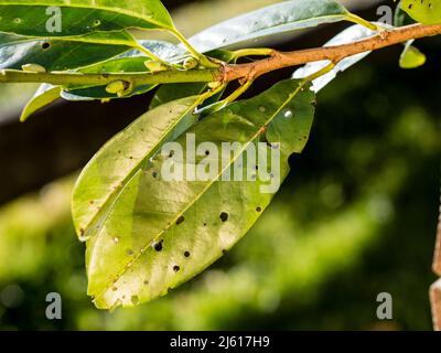 Blätter von Kirsche Lorbeer Prunus laurocerasus von Blattfleckpilzen betroffen Stigmina carpophila Stockfoto