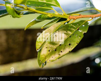 Das Bild zeigt Blätter des Kirschlaurels Prunus laurocerasus, die von Blattfleckpilzen Stigmina carpophila betroffen sind Stockfoto