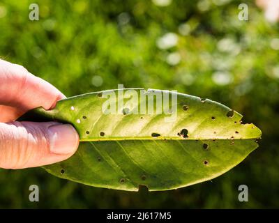 Hand halten Blatt von Kirsche Lorbeer Prunus laurocerasus von Blattfleckpilzen betroffen Stigmina carpophila Stockfoto