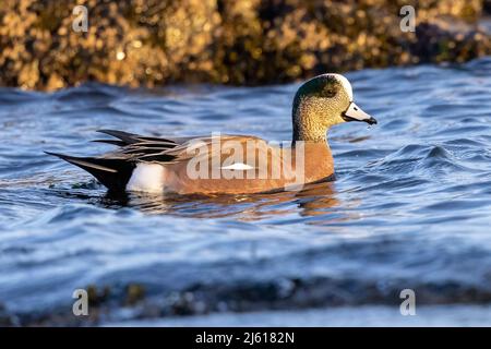 American Wigeon (Mareca americana) männlich - am Cattle Point im Uplands Park, Oak Bay. In Der Nähe Von Victoria, Vancouver Island, British Columbia, Kanada Stockfoto