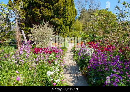 Farbenfrohe Frühlingsblumen in einem Hüttengarten in Great Dixter, East Sussex, Großbritannien Stockfoto