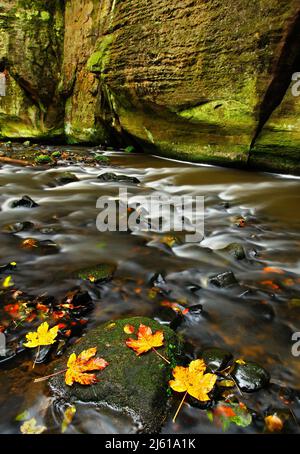 Herbstlandschaft mit orangefarbenen und gelben Blättern im Wasser, großer Felsen im Hintergrund, Fluss Kamenice, im tschechischen Nationalpark, Ceske Svycarsko, Bohe Stockfoto