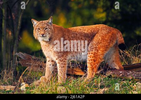 Wilde Katze im Wald. Luchs im Naturwald Lebensraum. Eurasischer Luchs im Wald, Birken- und Kiefernwald. Lynx steht auf dem grünen Moosstein. Stockfoto