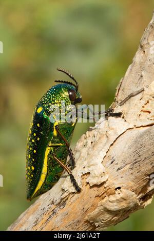 Insekt Sternocera sternicornis.green und gelb glänzendes Insekt am Ast. Helles Insekt aus Sri Lanka. Glänzendes und glänzendes Insekt im nat Stockfoto