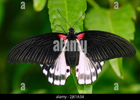 Schöner Schmetterling aus Borneo. Scharlachroter Schwalbenschwanz, Papilio rumanzovia, sitzend auf den grünen Blättern. Insekt im dunklen Tropenwald, Lebensraum Natur. B Stockfoto