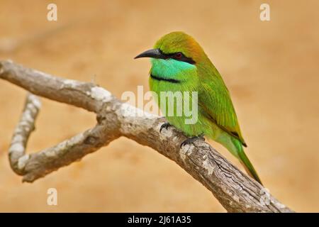Schöner Vogel aus Sri Lanka. Kleiner grüner Bienenfresser, Merops orientalis, exotischer grüner und gelber seltener Vogel aus Indien. Farbige Bienenfresser sitzen darauf Stockfoto