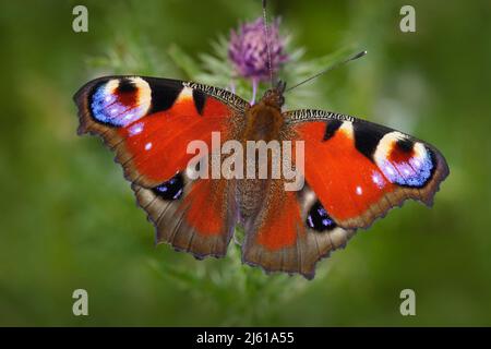 Europäischer Pfau, Aglais io, roter Schmetterling mit Augen, die in der Natur auf der rosa Blume sitzen. Sommerszene von der Wiese. Schöner Schmetterling mit Stockfoto