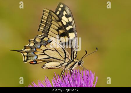 Schwalbenschwanz der Alten Welt, Papilio machaon, Schmetterling, der auf der rosa Blume in der Natur sitzt. Sommerszene von der Wiese. Schöner Schmetterling mit Pin Stockfoto