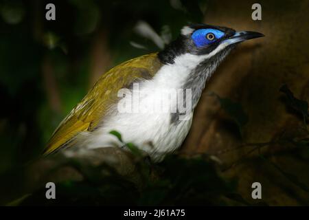 Blauer Honeyeater, Entomyzon cyanotis, seltener Vogel im dunklen Wald. Schöner Vogel aus Australien. Vogel mit blauem Gesicht, der auf einem Ast sitzt. Honeye Stockfoto