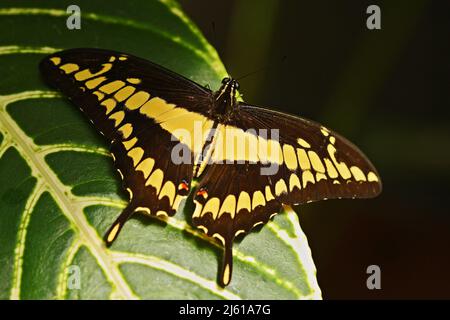 Riesiger Schwalbenschwanz, Papilio thoas nealces, wunderschöner Schmetterling aus Mexiko. Schmetterling sitzt auf den Blättern. Schmetterling aus Mexixo im Wald. Beau Stockfoto
