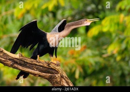 Anhinga, Wasservögel im Flussnaturlebensraum aus Costa Rica. Vogel mit Rundhals und Schnabel sitzt auf dem Ast über dem Wasser, Fluss in Panama. Stockfoto