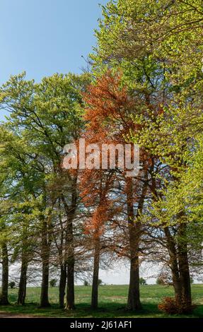 Wunderschöne englische Buchen (Fagus sylvatica) im Frühling, die sich vor einem klaren blauen Himmel befinden Stockfoto