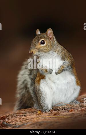 Grauhörnchen, Sciurus carolinensis, im dunkelbraunen Wald. Niedliches Tier in der Natur Lebensraum. Graues Eichhörnchen auf der Wiese mit einem buschigen Schwanz nach oben. Be Stockfoto