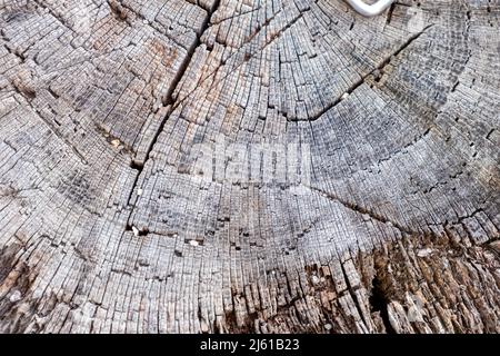 Stumpf eines großen Baumes, der vor langer Zeit aus der Nähe abgeschlagen wurde Stockfoto