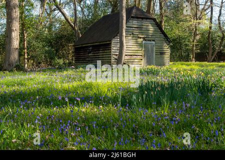 Alte Holzschuppen in Wäldern umgeben von bluebells im April, England, Großbritannien Stockfoto