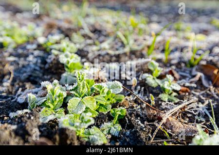 Die Pflanzung von jungen Erbsen Sämlinge sind mit Reif bedeckt, frühmorgendlicher Frost im Winter. Stockfoto