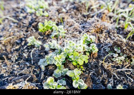 Die Pflanzung von jungen Erbsen Sämlinge sind mit Reif bedeckt, frühmorgendlicher Frost im Winter. Stockfoto