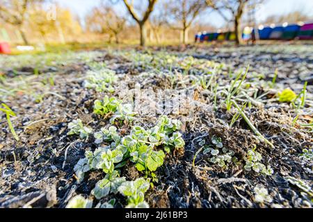 Die Pflanzung von jungen Erbsen Sämlinge sind mit Reif bedeckt, frühmorgendlicher Frost im Winter. Stockfoto