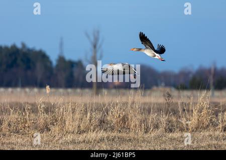 Graugans fliegen an einem sonnigen Frühlingsnachmittag über Felder. Natürliche Lichtverhältnisse, kontrastierendes Licht. Stockfoto