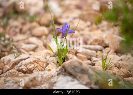 Moraea sisyrinchium oder Gynandriris sisyrinchium, auch als barbarennuss bekannt. Wilde kleine Iris. Leicht zu finden in der Türkei, im Mittelmeerraum. Stockfoto