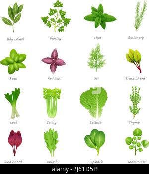 Icons Set von verschiedenen speziellen Kräutern, die in der Küche verwenden Mit Titeln realistische isolierte Vektordarstellung Stock Vektor