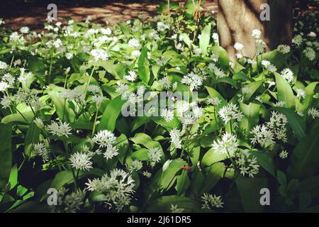 Die zierlichen weißen Blüten des wilden Knoblauchs blühen. Stockfoto