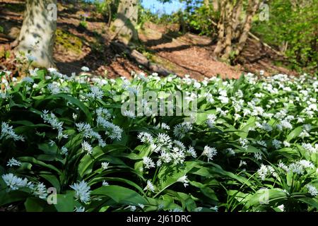 Die zierlichen weißen Blüten des wilden Knoblauchs blühen. Stockfoto