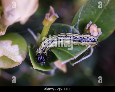 caterpillar grünlich gelb in der Farbe mit schwarzem Kopf und hellen & dunklen Streifen mit Flecken entlang ihrer Länge, die sich auf Kisten-Holz ernähren Stockfoto