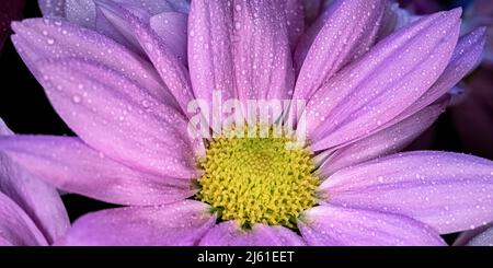 Wasser tropft auf einen rosa Blütenkopf Stockfoto