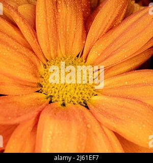 Ein Nahaufnahme-Makrobild von orangefarbenen dasies Stockfoto